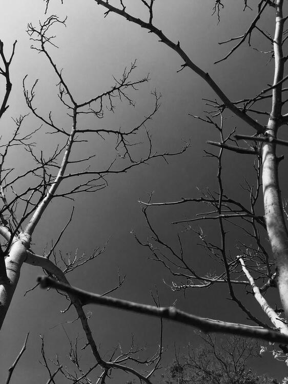 Dry trees b&amp;W
